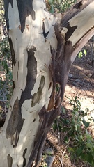 Chloroleucon mangense