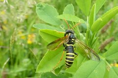 Tenthredo scrophulariae