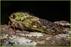 Dyticopycna semiclara