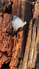 Tremella fuciformis