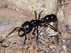 Plectroctena mandibularis