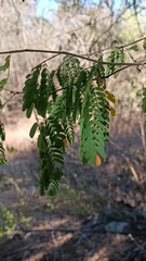 Chloroleucon mangense