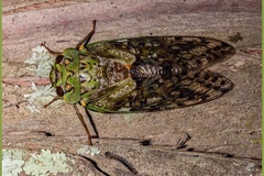 Dyticopycna semiclara