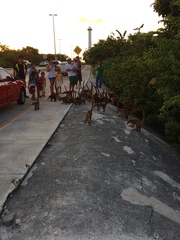 Nasua narica nelsoni