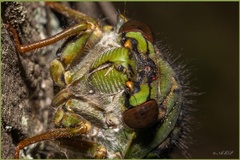 Dyticopycna semiclara