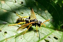 Tenthredo scrophulariae