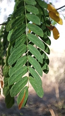 Chloroleucon mangense