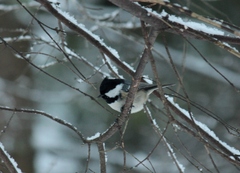 Periparus ater