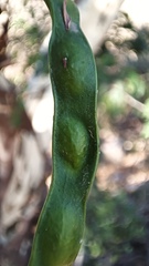 Chloroleucon mangense