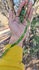 Chloroleucon mangense