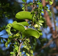 Gleditsia amorphoides