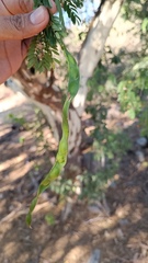 Chloroleucon mangense