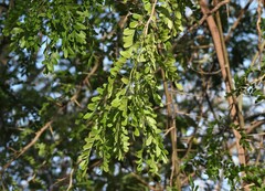 Gleditsia amorphoides