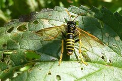 Tenthredo scrophulariae