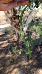 Chloroleucon mangense