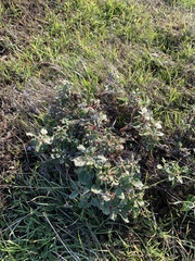 Eriogonum latifolium