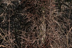 Gleditsia amorphoides