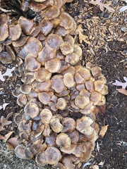 Desarmillaria caespitosa