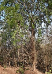 Gleditsia amorphoides