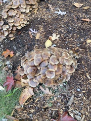 Desarmillaria caespitosa