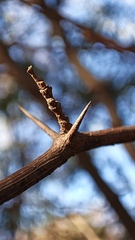 Chloroleucon mangense