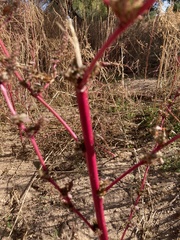 Caryophyllales