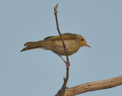 Ptilotula flavescens