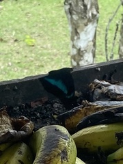 Archaeoprepona meander