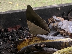 Archaeoprepona meander