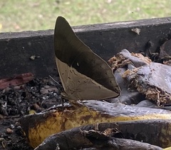 Archaeoprepona meander