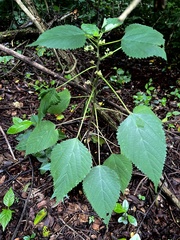 Laportea peduncularis