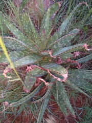 Aloe greatheadii davyana