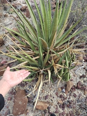 Agave lechuguilla