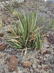 Agave lechuguilla