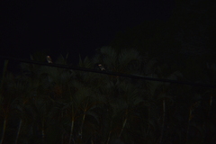 Megascops asio floridanus