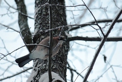 Garrulus glandarius