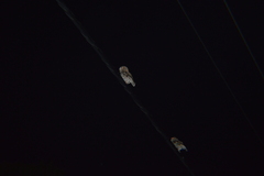 Megascops asio floridanus