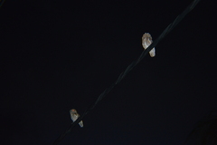 Megascops asio floridanus