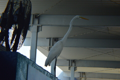 Ardea alba egretta