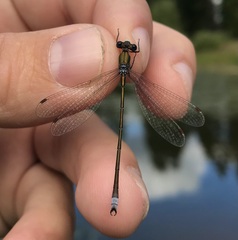 Lestes virens vestalis