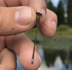 Lestes virens vestalis