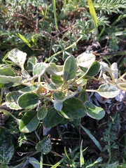 Eriogonum fasciculatum