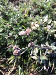Eriogonum fasciculatum