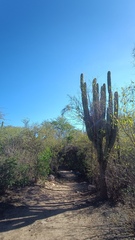Pachycereus pecten-aboriginum