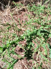 Adenocarpus foliolosus