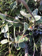 Eriogonum fasciculatum