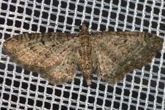 Eupithecia intricata