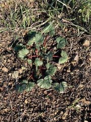Sidalcea