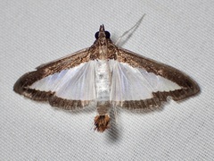 Diaphania hyalinata