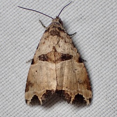 Cobubatha metaspilaris